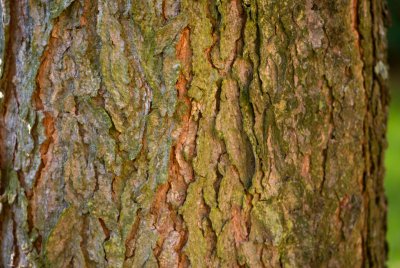Gymnocladus dioicus, canadensis - nahovětvec dvoudomý, kanadský - borka